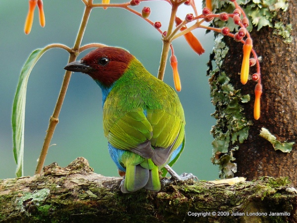 colombia birds